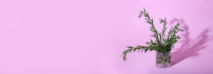 Horizontal banner with rosemary in glass in front of pink background. Copy space