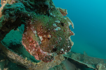 Fish swim in the Red Sea, colorful fish, Eilat Israel
