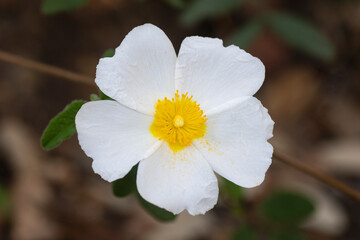 Close up view of a white flower of Cistus salviifolius, a species of rockrose in the Cistaceae family.