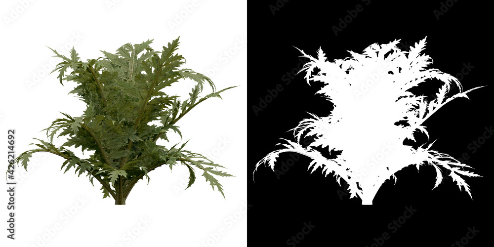 Canvas Prints front view of tree (cynara scolymus) png with alpha channel to cutout 3d rendering