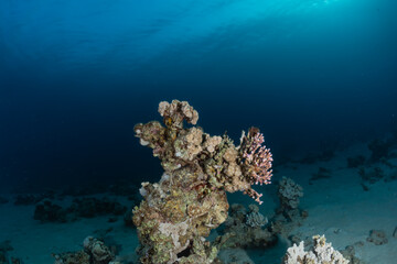 Fototapeta premium Coral reef and water plants in the Red Sea, Eilat Israel 