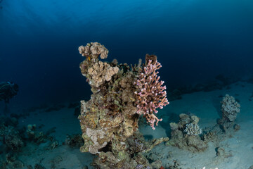 Coral reef and water plants in the Red Sea, Eilat Israel

