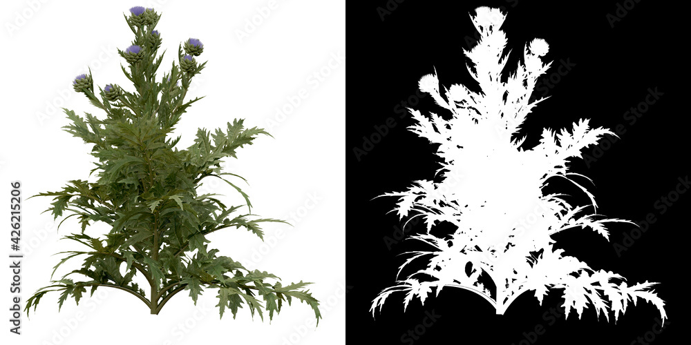 Canvas Prints left view of tree (cynara scolymus) png with alpha channel to cutout 3d rendering