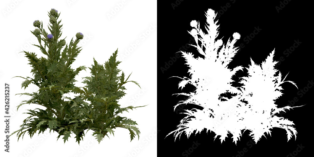 Canvas Prints front view of tree (cynara scolymus) png with alpha channel to cutout 3d rendering