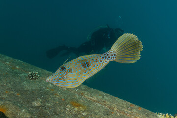 Fototapeta premium Fish swim in the Red Sea, colorful fish, Eilat Israel 