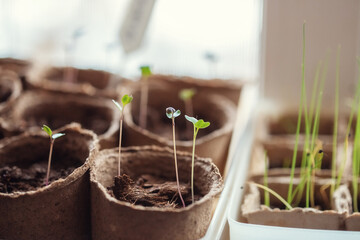 Close-up on the first leaves of seedlings in pots on a windowsill