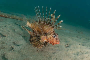 Lion fish in the Red Sea colorful fish, Eilat Israel
