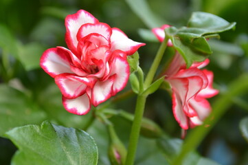 pink and white flower