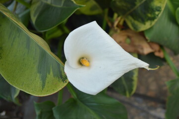 white flower