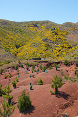 reforestation mountain field with pine tree , environmental protection, madeira island
