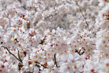 Fototapeta premium 阿武隈川沿いの桜（福島県・桑折町）