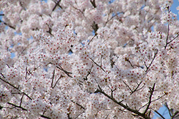 阿武隈川沿いの桜（福島県・桑折町）