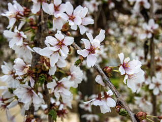 Fototapeta na wymiar white flowers blossom 