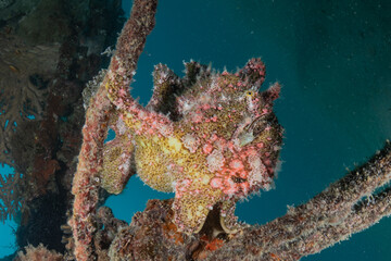 Fish swim in the Red Sea, colorful fish, Eilat Israel
