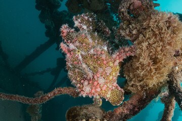 Fish swim in the Red Sea, colorful fish, Eilat Israel
