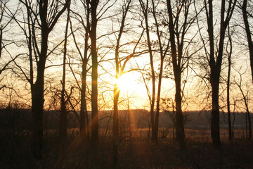 Fototapeta na wymiar Sunset in the spring deciduous forest.