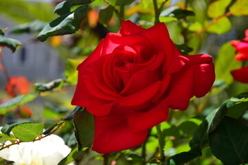 red rose in garden