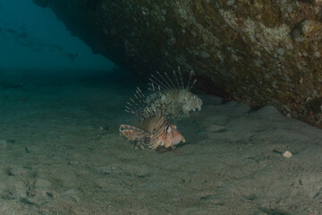 Lion fish in the Red Sea colorful fish, Eilat Israel
