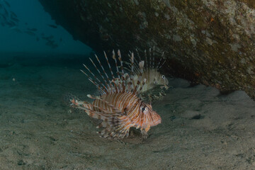 Lion fish in the Red Sea colorful fish, Eilat Israel
