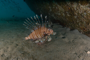 Lion fish in the Red Sea colorful fish, Eilat Israel
