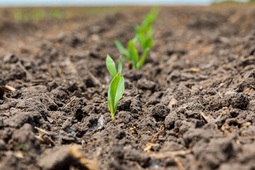 Corn plant emerging out of soil. VE growth stage. Concept of farming, agriculture and planting season