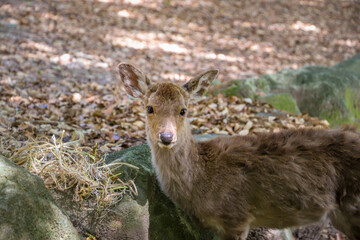森に暮らす可愛らしい野生の子鹿
