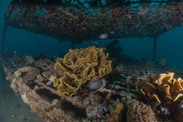 Coral reef and water plants in the Red Sea, Eilat Israel
