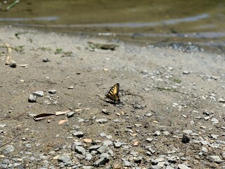 Orange butterfly standing in contrast against barren lakeside rocks and sand