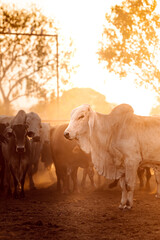 The bulls in the yards on a remote cattle station in Northern Territory in Australia at sunrise.
