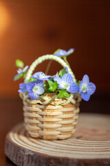 Fototapeta na wymiar Spring blue flowers in tiny basket