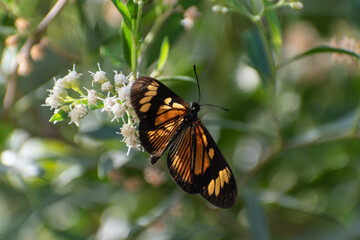 Beautiful butterfly flying and feeding on flowers
