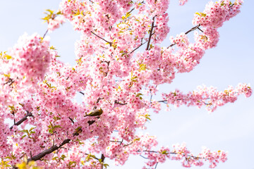 河津桜とメジロ