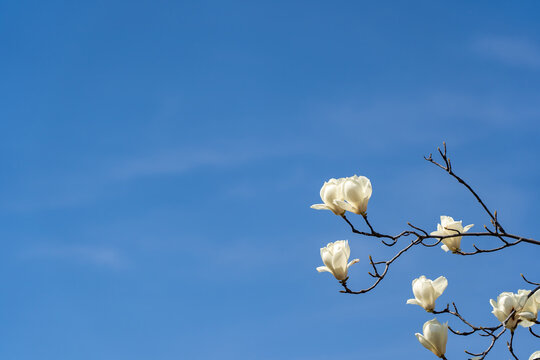 青空に映える白い木蓮の花
