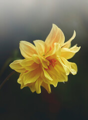 yellow flower with drops