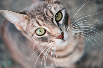 close up of a cat