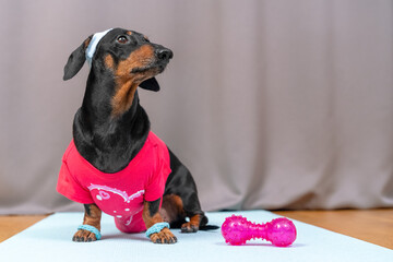 Funny dachshund dog in pink sports uniform with soft hair band on head to protect face from sweat sitting on a yoga mat and dumbbells, is going to do fitness, and looks up.