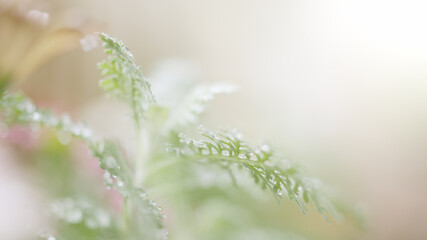 水やりで水滴がついた花と観葉植物