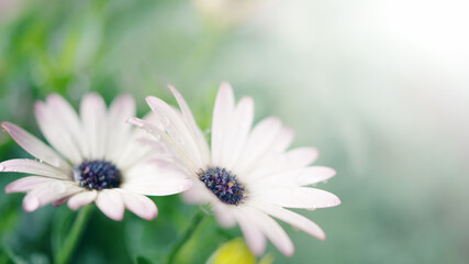 水やりで水滴がついた花と観葉植物