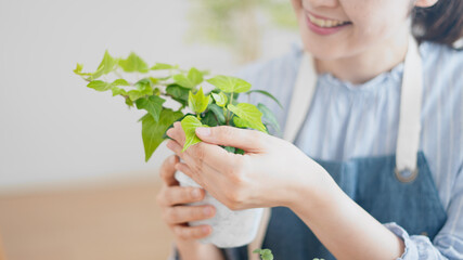 室内で観葉植物の手入れをしている女性