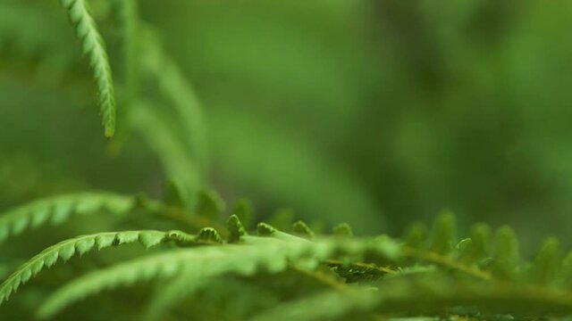 Fern in the forest. Fiddle head, green leaves close up