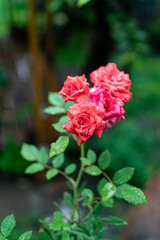 Roses closeup in the wild