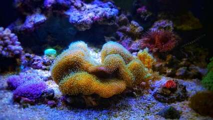 Colorful Sarcophyton soft coral - Sarcophyton ehrenbergi