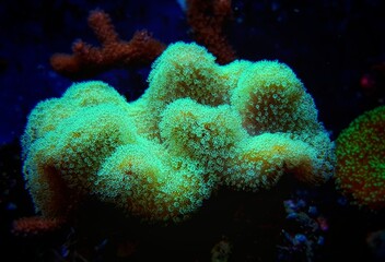 Colorful Sarcophyton soft coral - Sarcophyton ehrenbergi