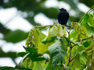 Colonia colonus (Long-tailed Tyrant)