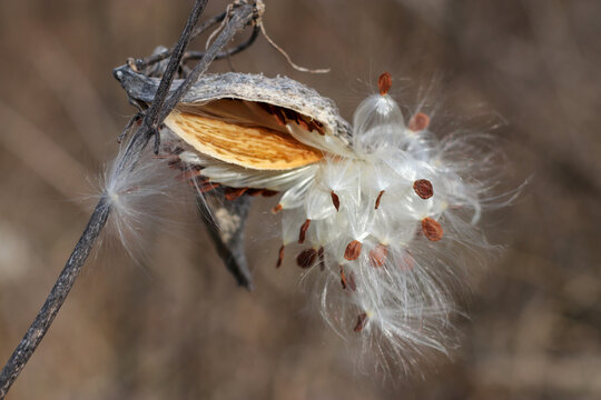 Selective focus shot of milkweed seeds