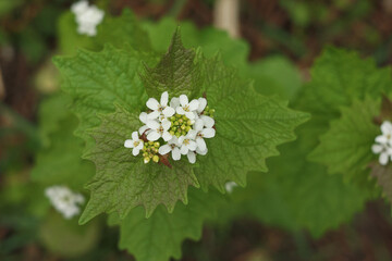 Green plant with white flowers.