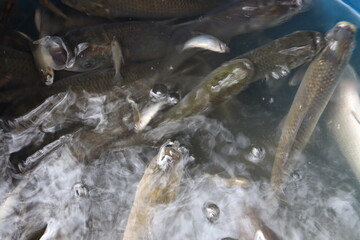 tasty and healthy sea fish