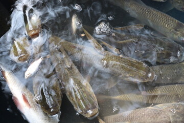 tasty and healthy sea fish