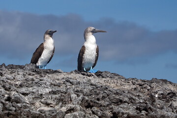 Blue footed boobies on Punta Morena, Isabela Island, Galapagos