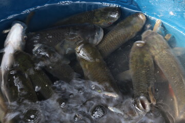 tasty and healthy sea fish